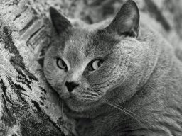 linka