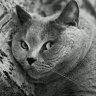 linka